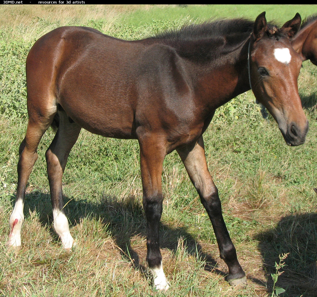 Brown Foal Photo     
