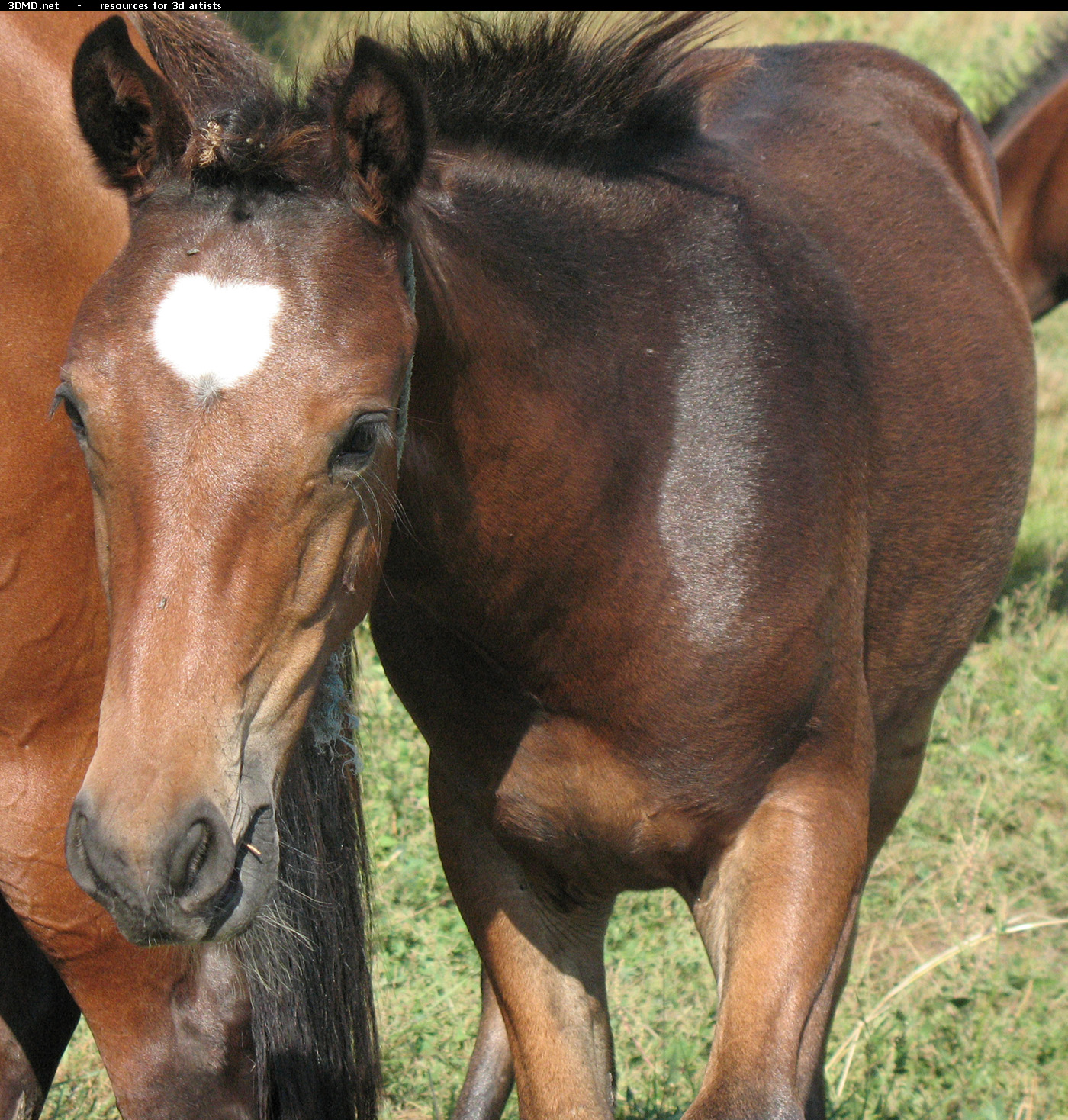 Brown Foal Photo     