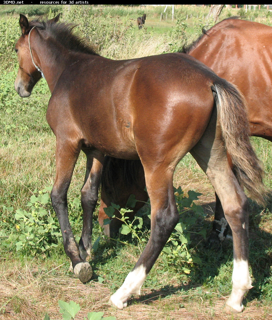 Brown Foal Photo     