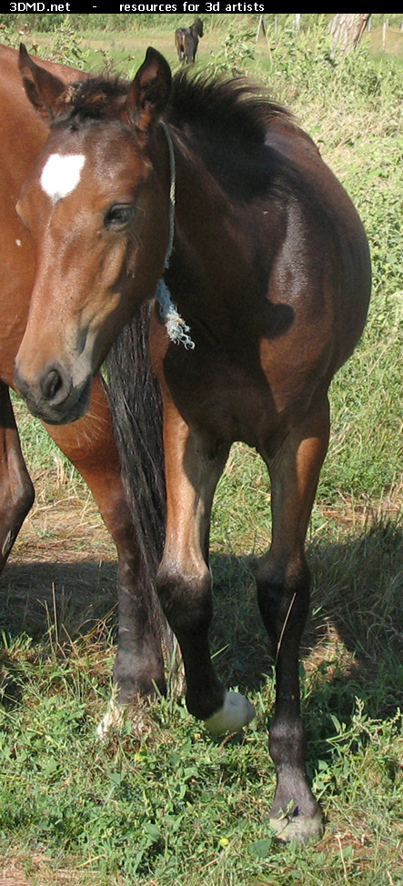 Brown Foal Photo     