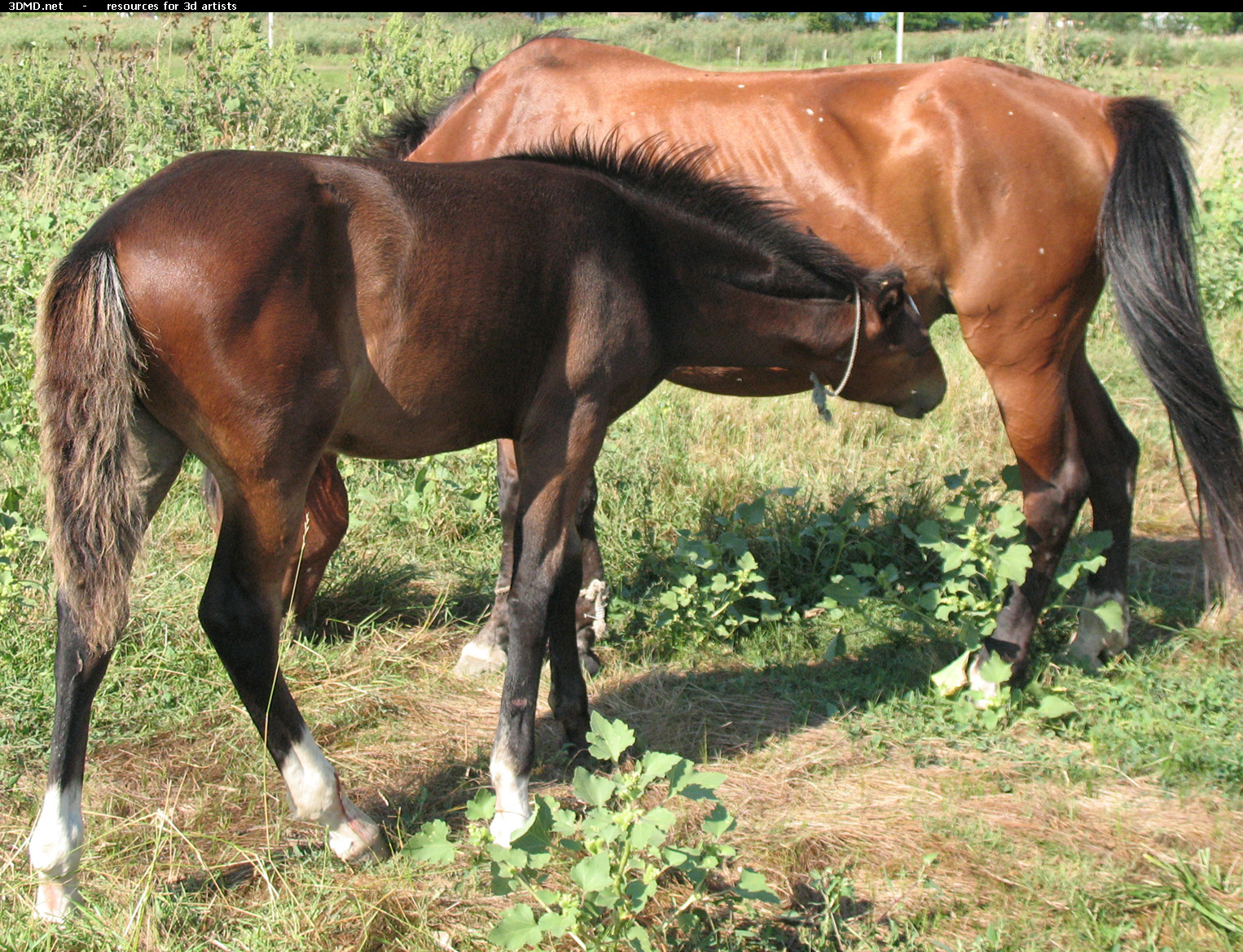 Brown Foal Photo     
