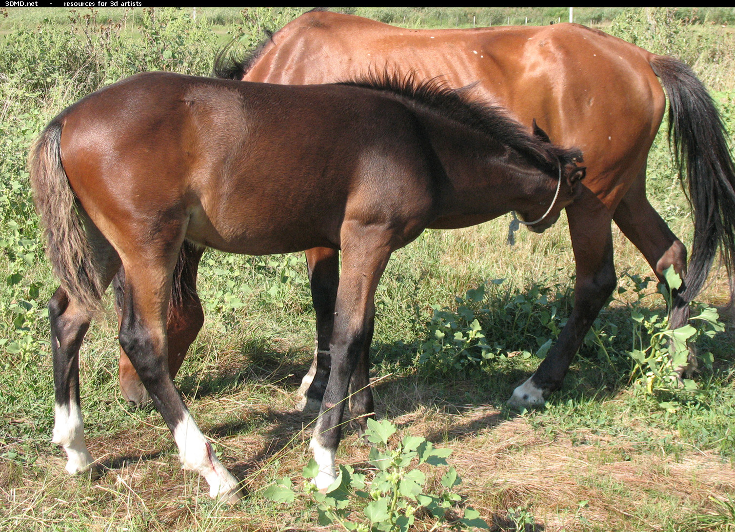 Brown Foal Photo     