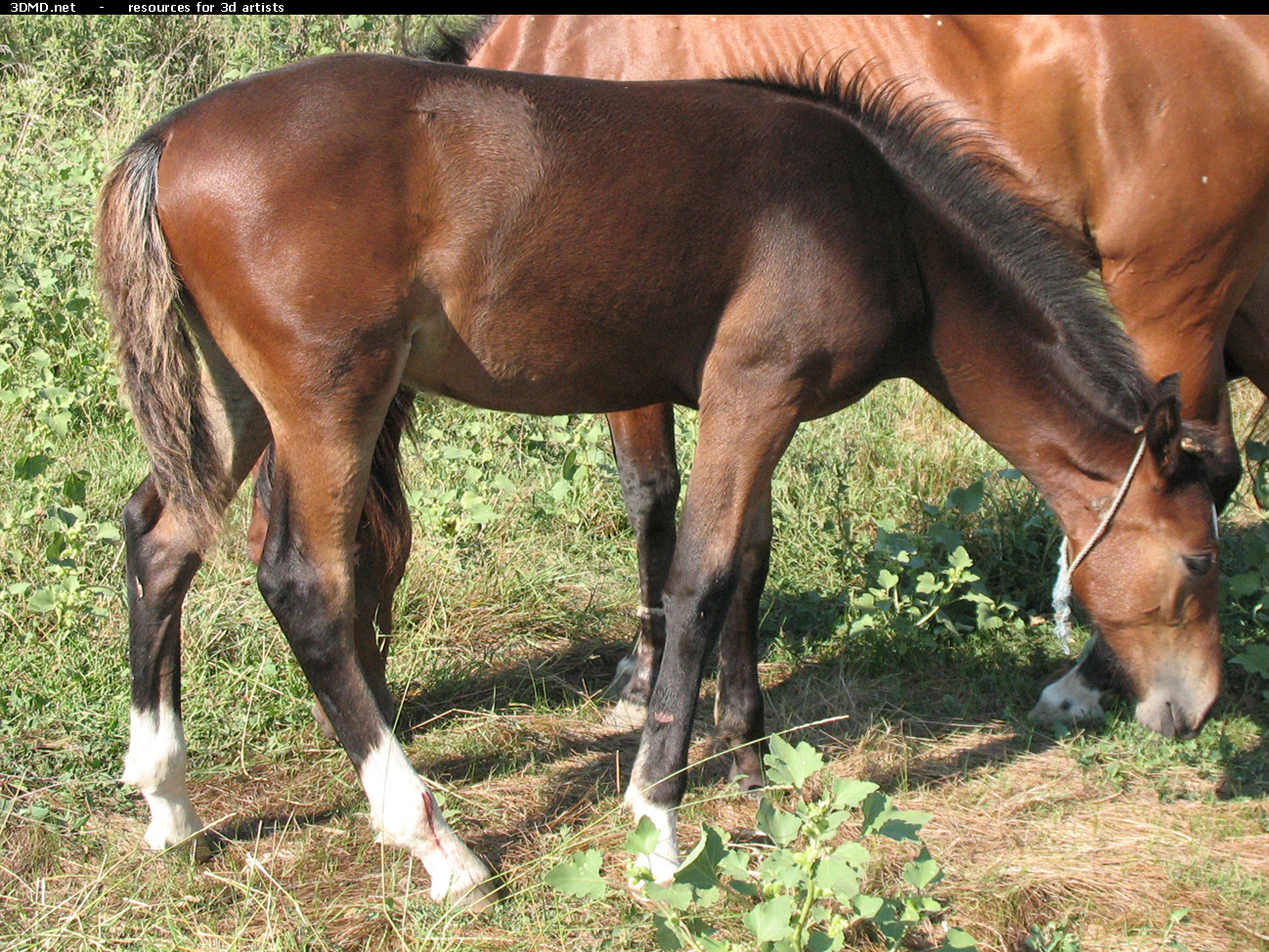 Brown Foal Photo     