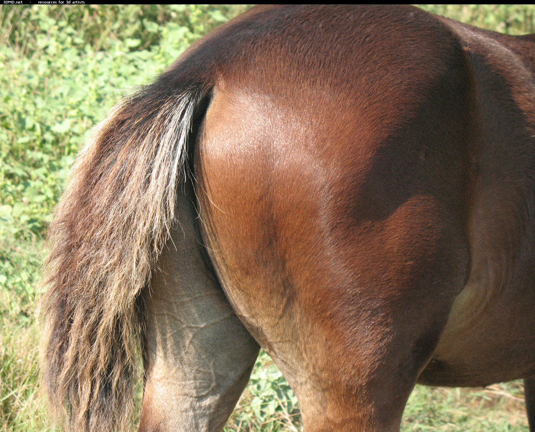 Brown Foal Photo     