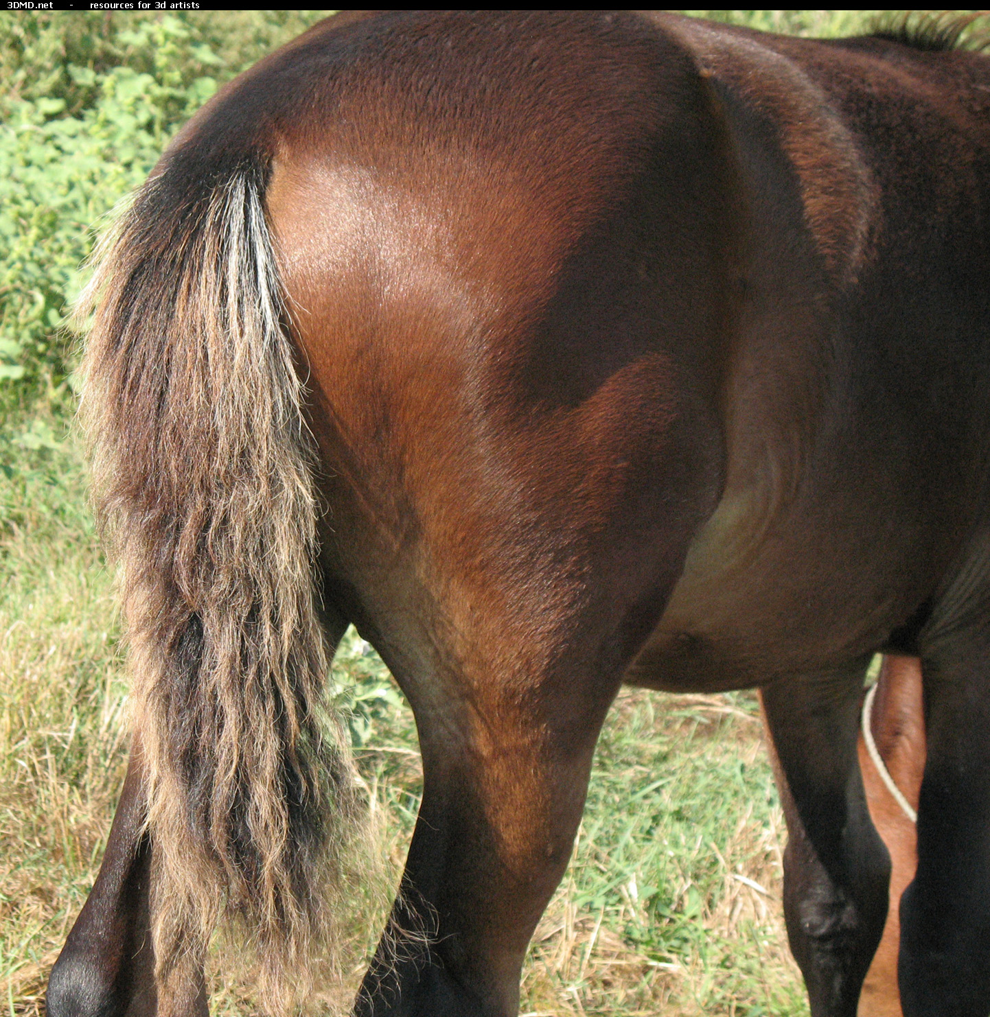 Brown Foal Photo     