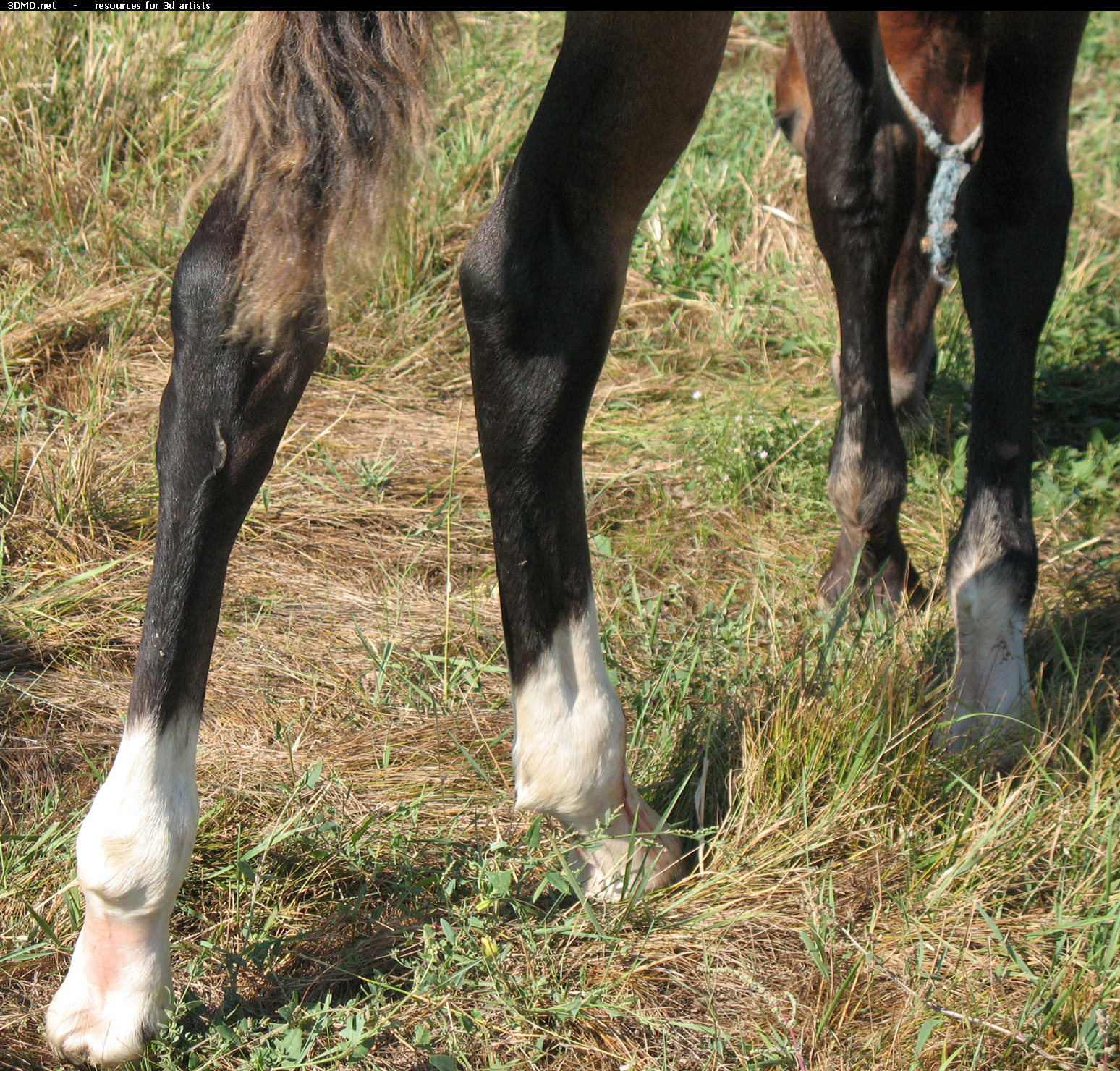Brown Foal Photo     