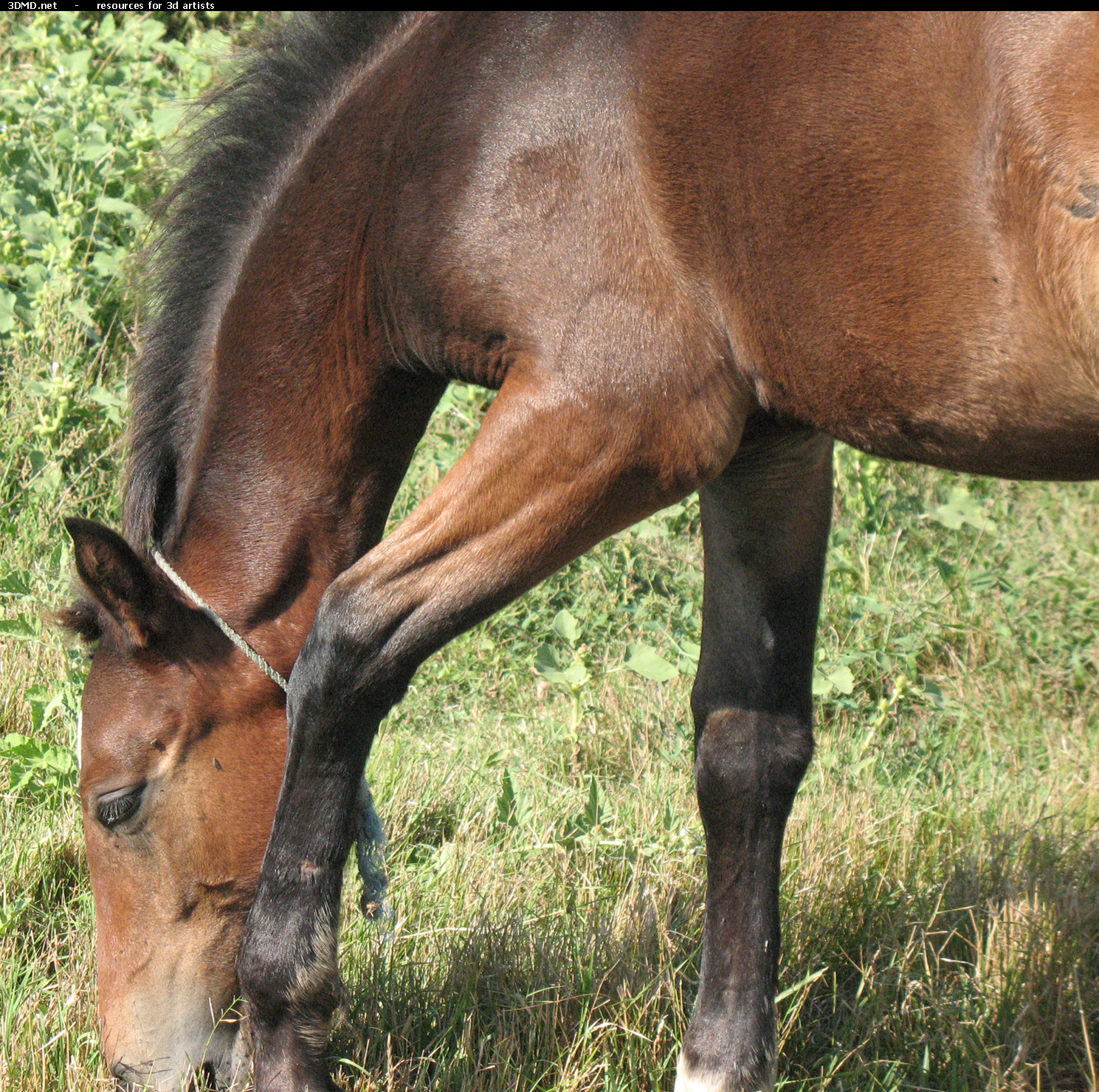 Brown Foal Photo     