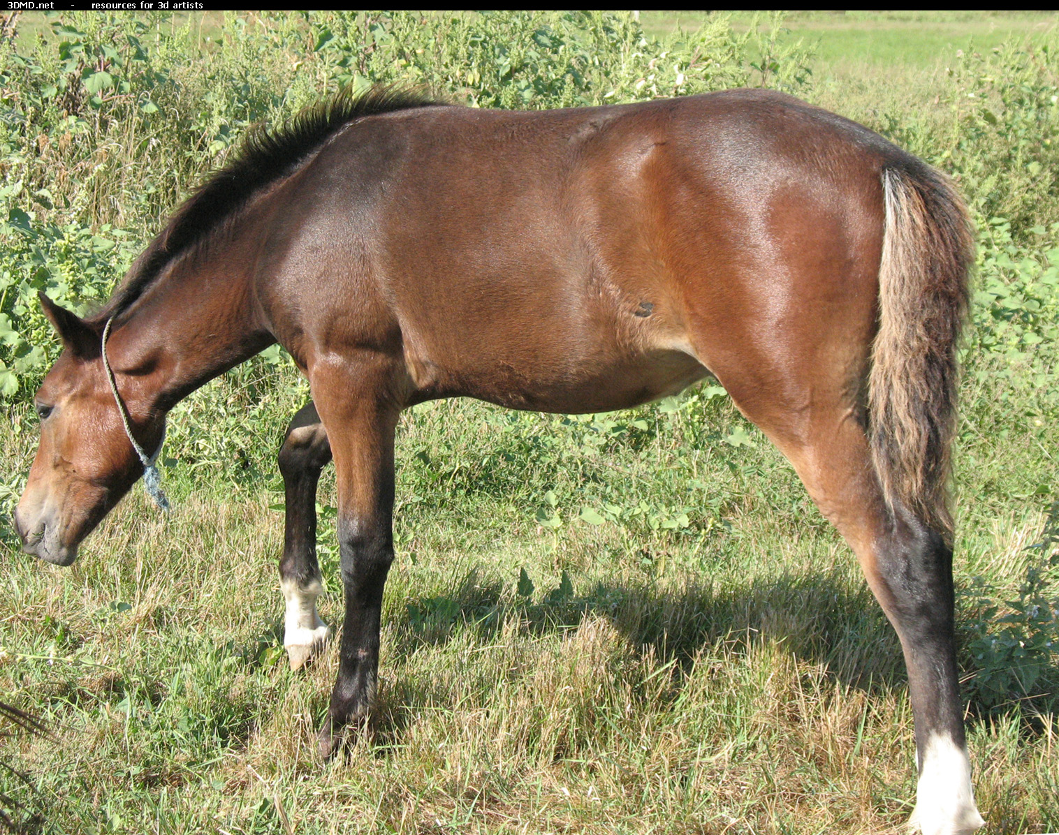 Brown Foal Photo     