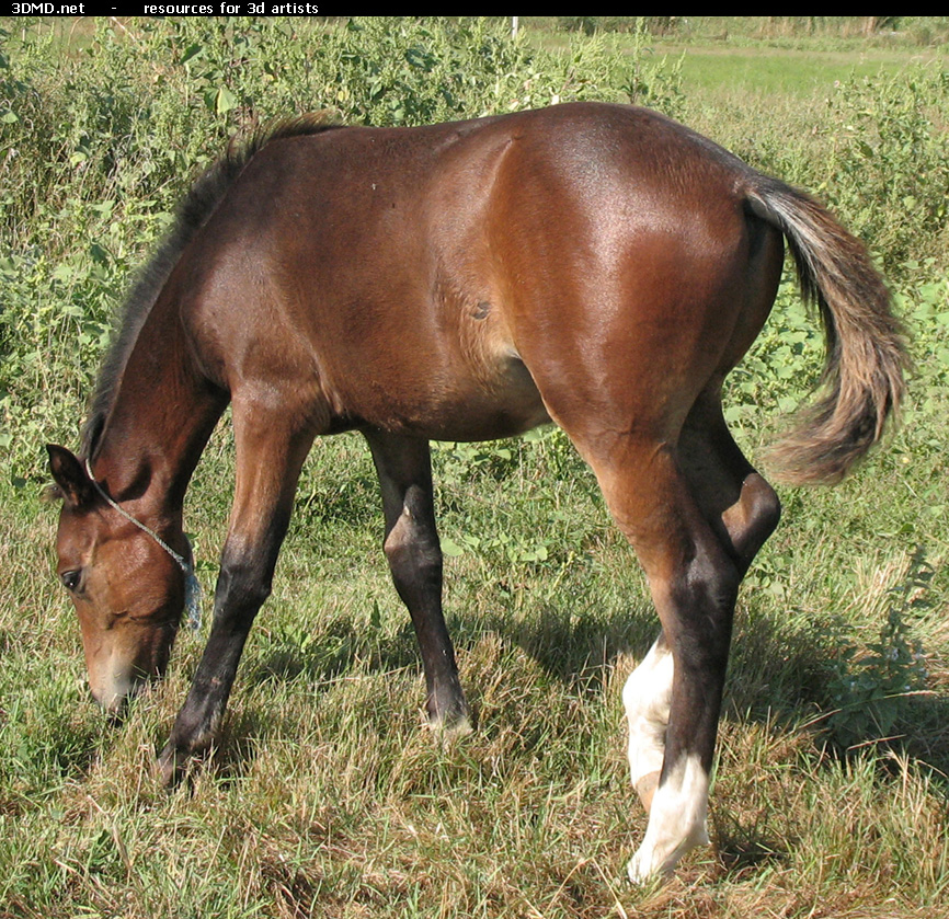 Brown Foal Photo     