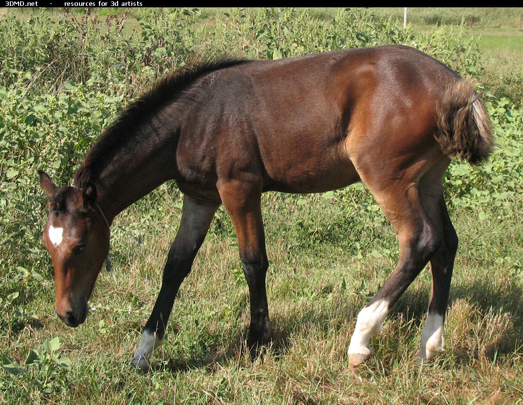 Brown Foal Photo     
