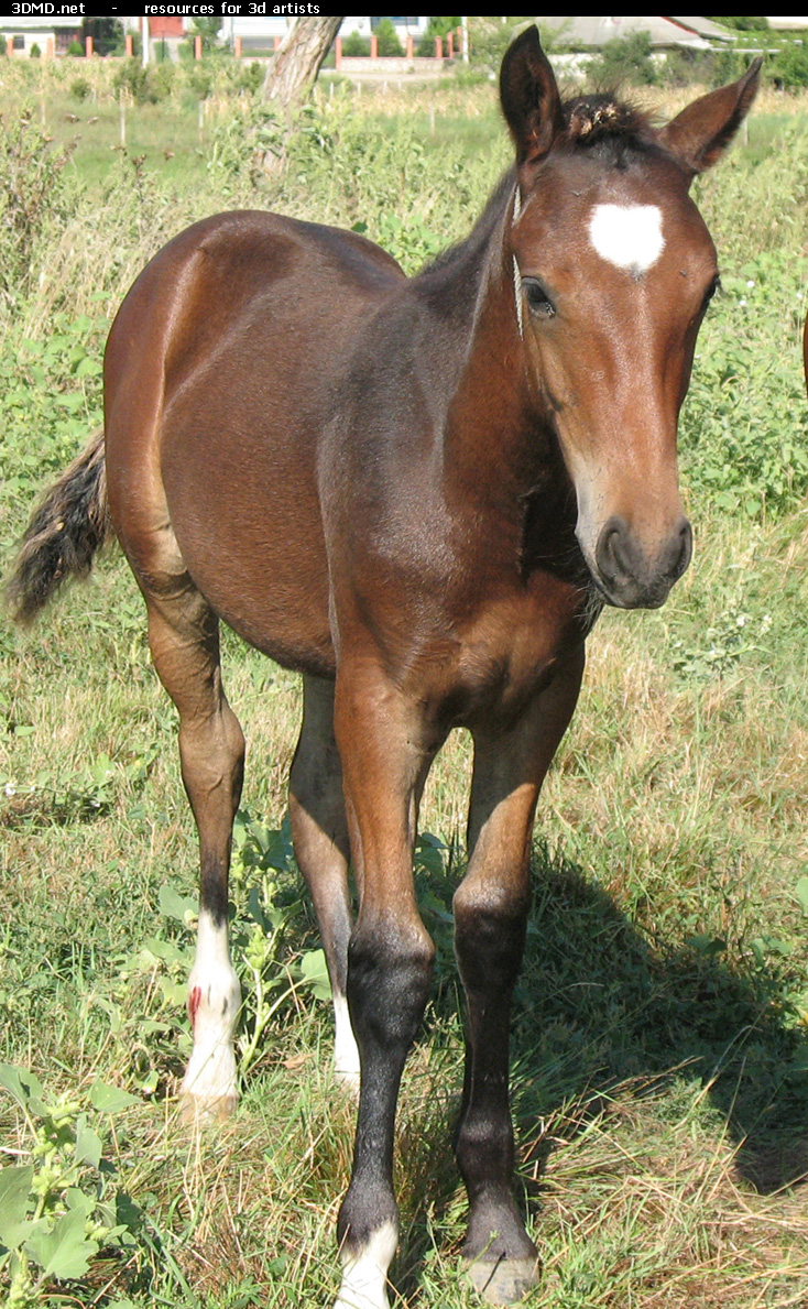 Brown Foal Photo     