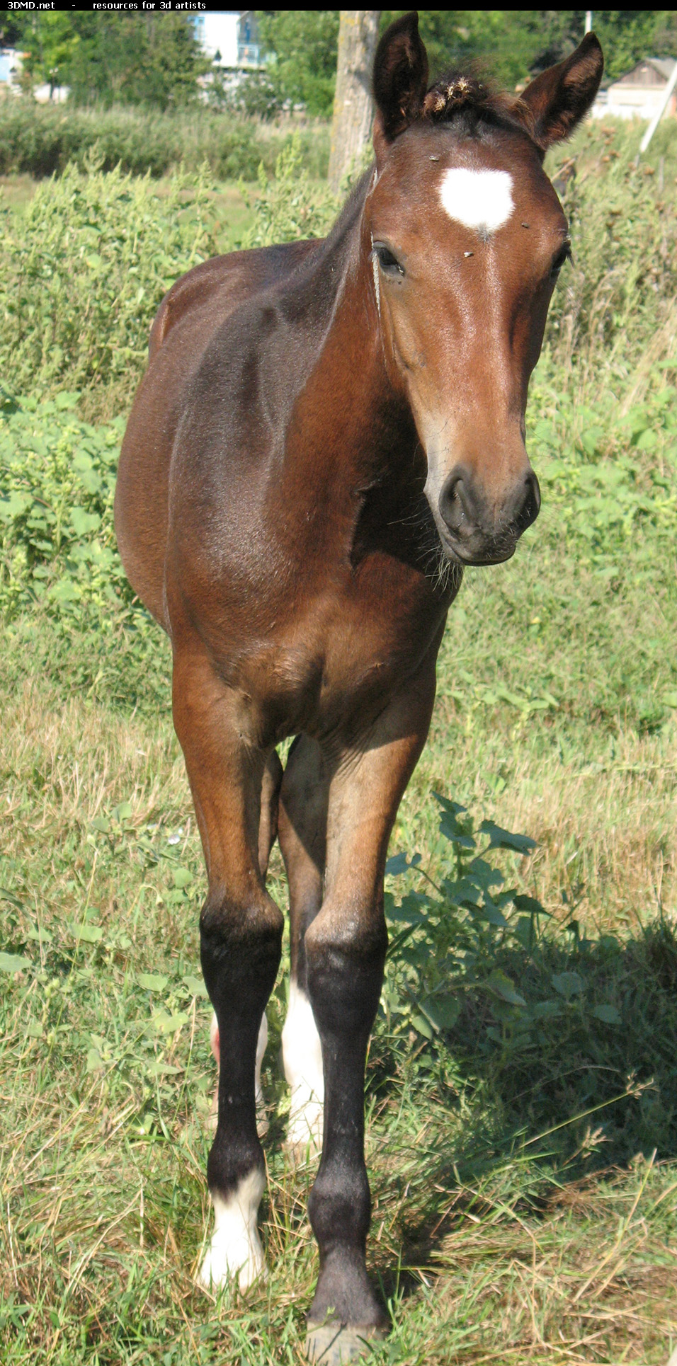 Brown Foal Photo     
