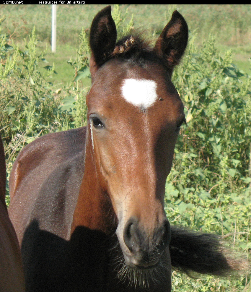 Brown Foal Photo     