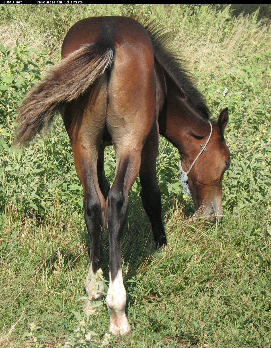 Brown Foal Photo Back  