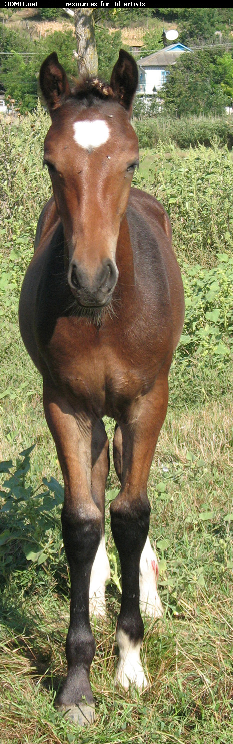 Brown Foal Photo Front  