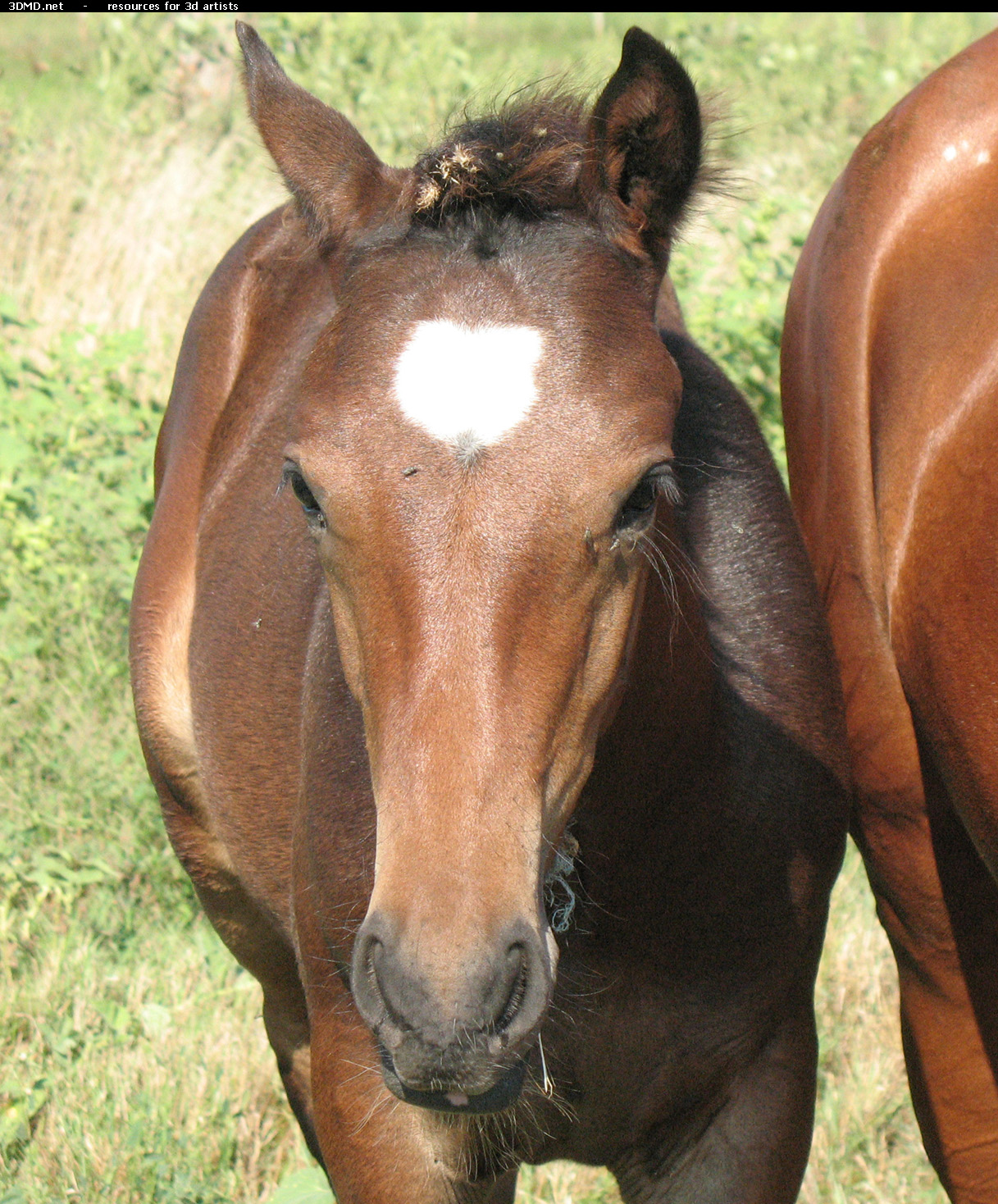 Brown Foal Photo Head Front  