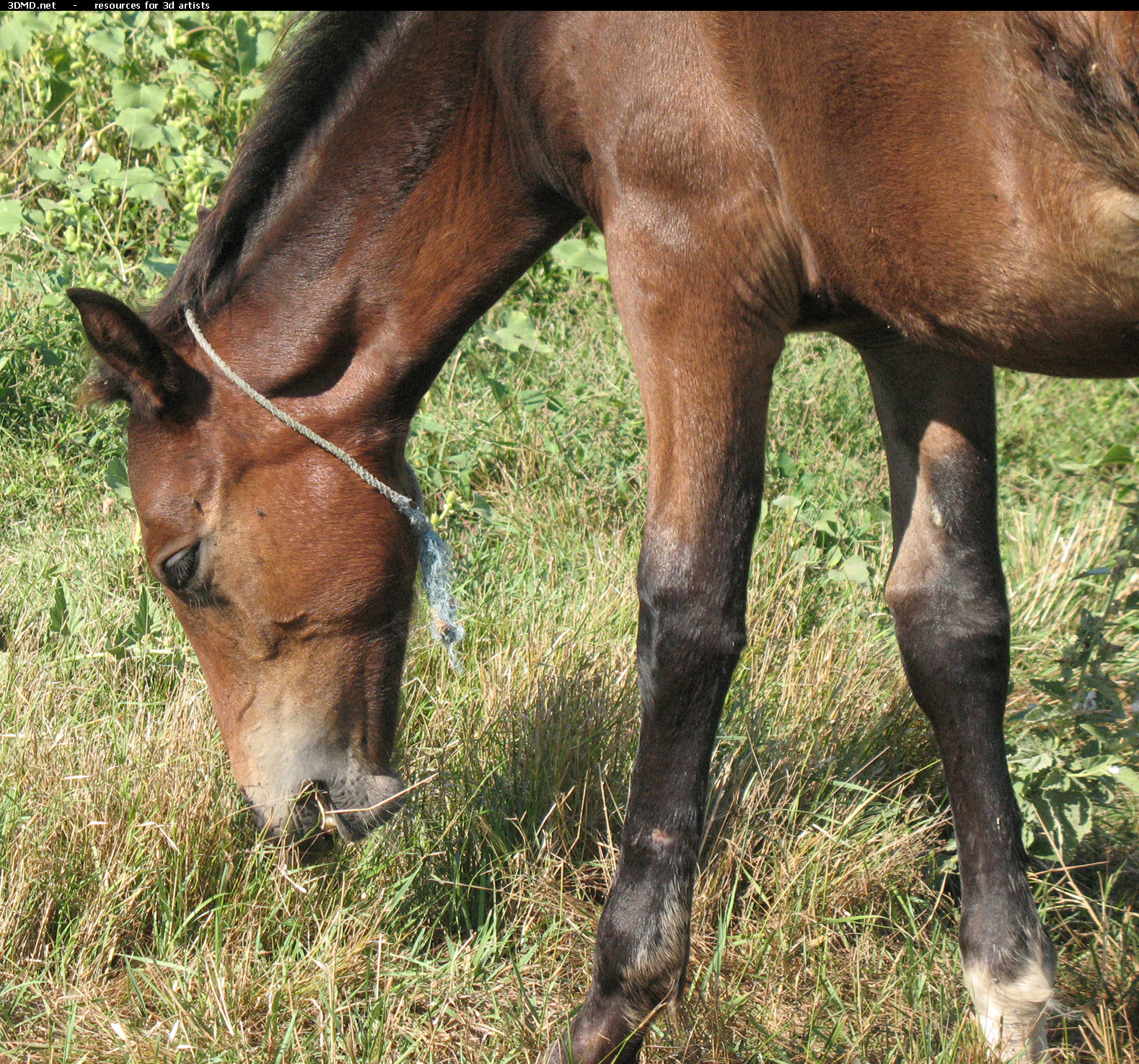 Brown Foal Photo Head Side  