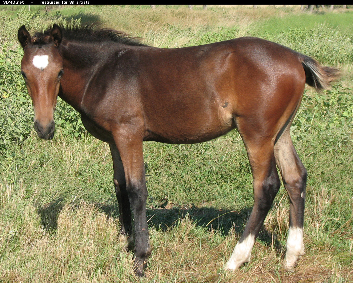Brown Foal Photo Side  