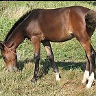 Filename=brown_foal_photo_15.JPG
Filesize=911KiB
Dimensions=1276x1078
Date added=Feb 26, 2009 brown_foal_photo_15.JPG