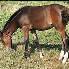 brown_foal_photo_15.JPG