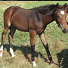 Filename=brown_foal_photo_21.JPG
Filesize=684KiB
Dimensions=1084x1014
Date added=Feb 26, 2009 brown_foal_photo_21.JPG