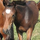 Filename=brown_foal_photo_22.JPG
Filesize=807KiB
Dimensions=1400x1468
Date added=Feb 26, 2009 brown_foal_photo_22.JPG