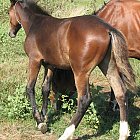Filename=brown_foal_photo_23.JPG
Filesize=564KiB
Dimensions=893x1052
Date added=Feb 26, 2009 brown_foal_photo_23.JPG