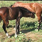 brown_foal_photo_25.JPG