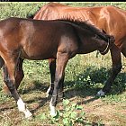 Filename=brown_foal_photo_26.JPG
Filesize=885KiB
Dimensions=1507x1090
Date added=Feb 26, 2009 brown_foal_photo_26.JPG