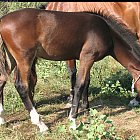 Filename=brown_foal_photo_27.JPG
Filesize=774KiB
Dimensions=1298x974
Date added=Feb 26, 2009 brown_foal_photo_27.JPG