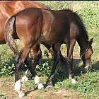 Filename=brown_foal_photo_28.JPG
Filesize=550KiB
Dimensions=938x958
Date added=Feb 26, 2009 brown_foal_photo_28.JPG