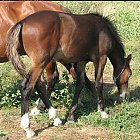 brown_foal_photo_28.JPG