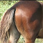Filename=brown_foal_photo_29.JPG
Filesize=1249KiB
Dimensions=1834x1480
Date added=Feb 26, 2009 brown_foal_photo_29.JPG