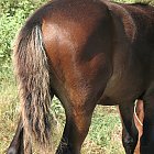 Filename=brown_foal_photo_30.JPG
Filesize=913KiB
Dimensions=1442x1482
Date added=Feb 26, 2009 brown_foal_photo_30.JPG