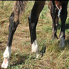 Filename=brown_foal_photo_31.JPG
Filesize=1199KiB
Dimensions=1548x1480
Date added=Feb 26, 2009 brown_foal_photo_31.JPG