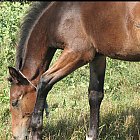 Filename=brown_foal_photo_33.JPG
Filesize=1103KiB
Dimensions=1489x1480
Date added=Feb 26, 2009 brown_foal_photo_33.JPG