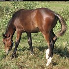 Filename=brown_foal_photo_35.JPG
Filesize=514KiB
Dimensions=866x839
Date added=Feb 26, 2009 brown_foal_photo_35.JPG
