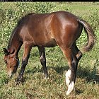 brown_foal_photo_35.JPG