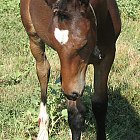 Filename=brown_foal_photo_38.JPG
Filesize=458KiB
Dimensions=607x1135
Date added=Feb 26, 2009 brown_foal_photo_38.JPG