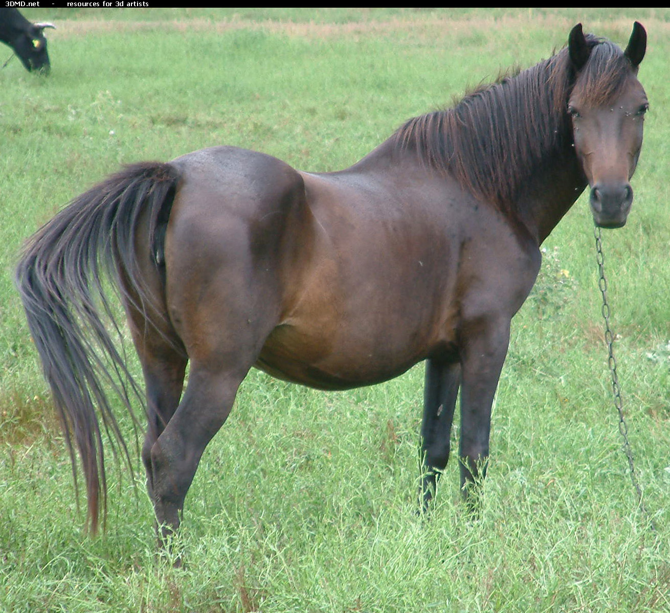 Brown Horse Photo     