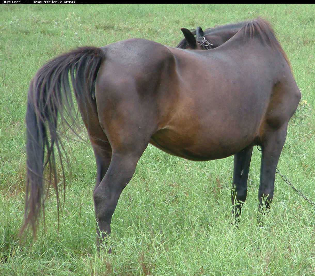 Brown Horse Photo     