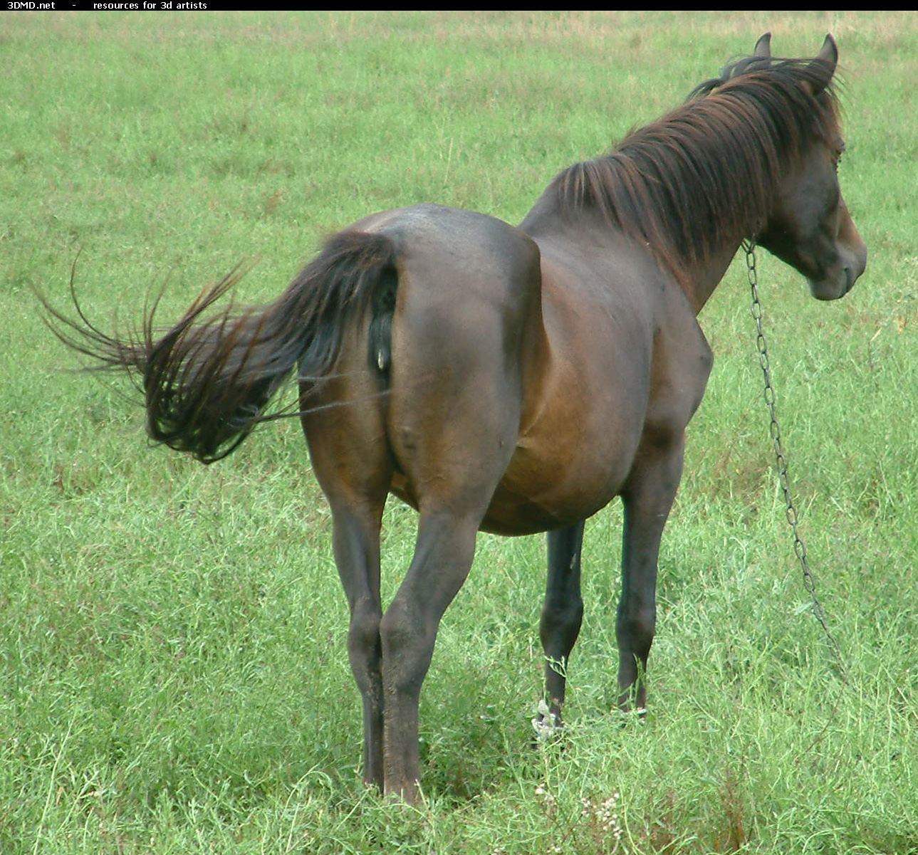 Brown Horse Photo     