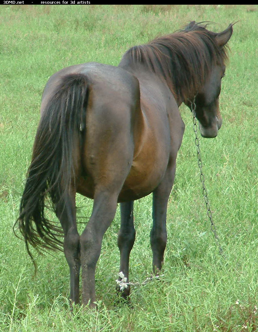 Brown Horse Photo     