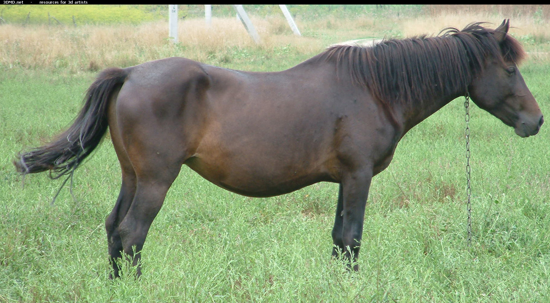 Brown Horse Photo     