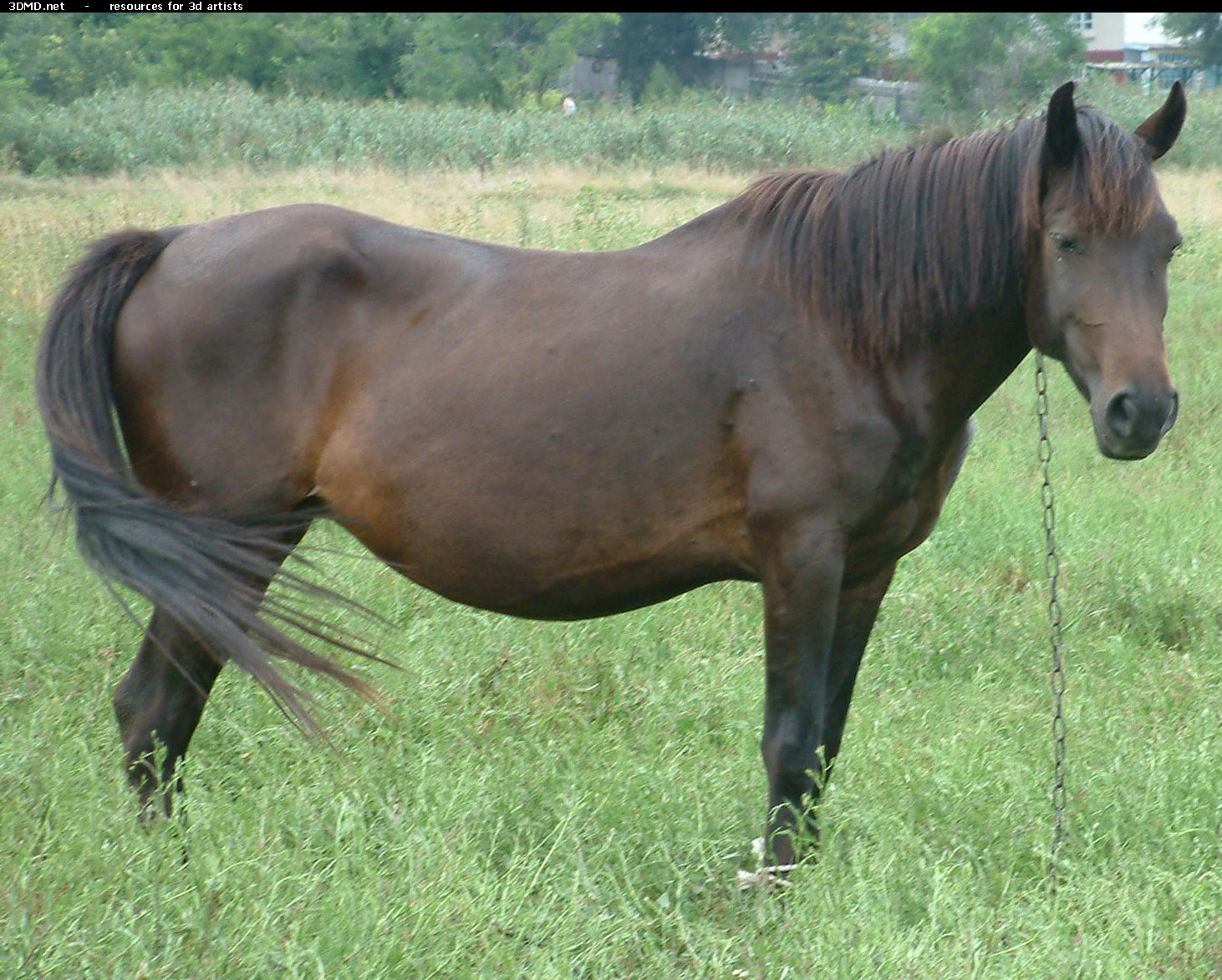 Brown Horse Photo     