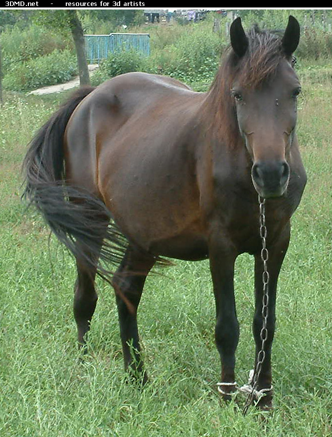 Brown Horse Photo     