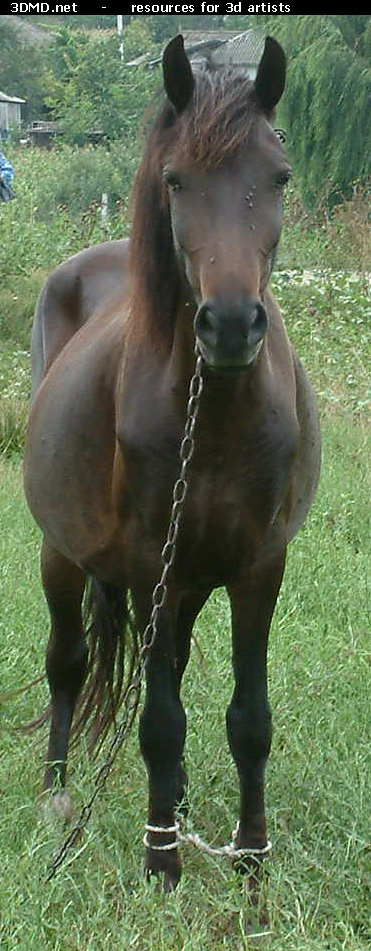 Brown Horse Photo     
