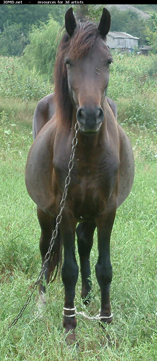Brown Horse Photo Front  