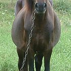 brown_horse_photo_front.JPG