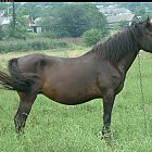 brown_horse_photo_side.JPG